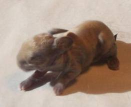 baby lop rabbit two or three days old baby bunny three 3 days old