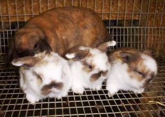 Mommy rabbit with litter of young babies