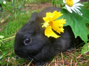 black-polish-rabbit-baby-with-flower