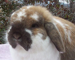 the Nature Trail's Ox - a holland lop buck mature holland lop bunny buck