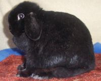 black holland lop doe black holland lop doe