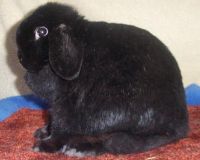 black holland lop doe