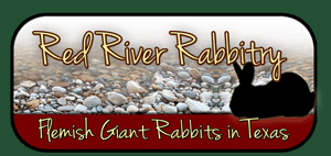 Red River Rabbitry - Flemish Giants in Texas