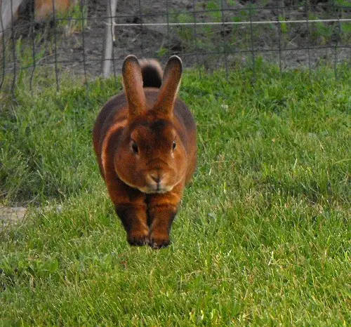 A Review Of ARBA Rabbit Show Rules The Nature Trail a-review-of-arba-rabbit-show-rules-the-nature-trail