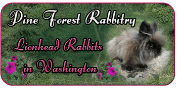 Lionhead rabbits in washington state
