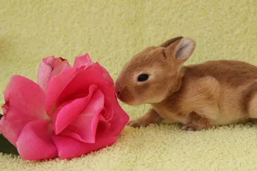 Arba Rabbit Show Rules Arba Rabbit Show Rules