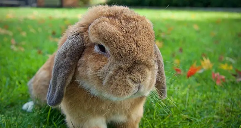 Holland Lop Rabbit Breeders With Bunnies For Sale The Nature Trail