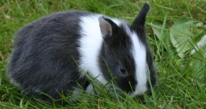 Netherland Dwarf Rabbit Breeders With Bunnies For Sale The