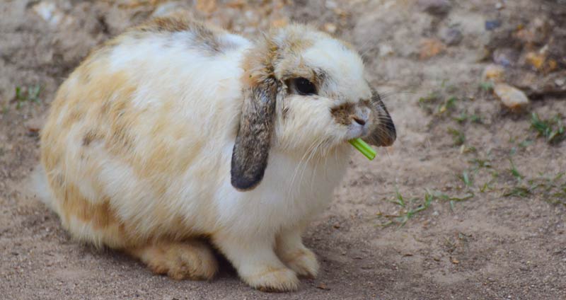 Can rabbits eat celery