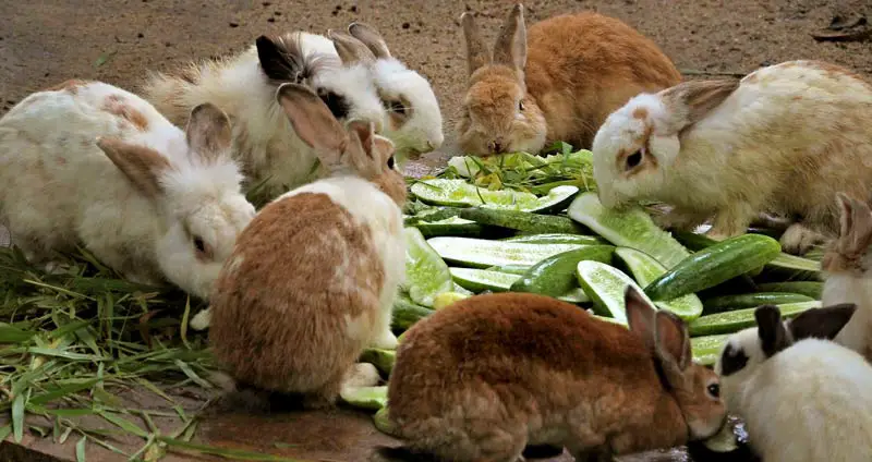 Can rabbits eat cucumber