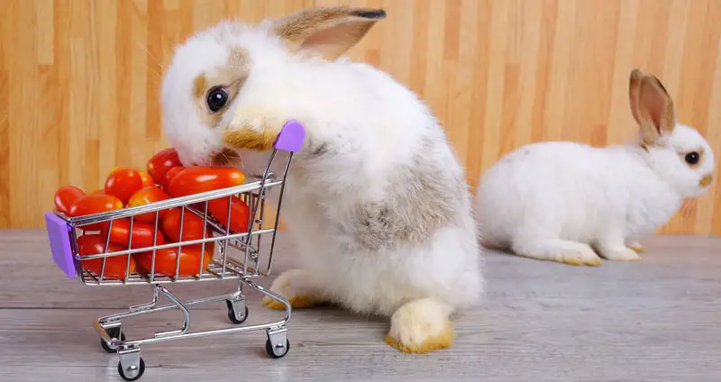 Can Rabbits Eat Tomatoes? | The Nature Trail